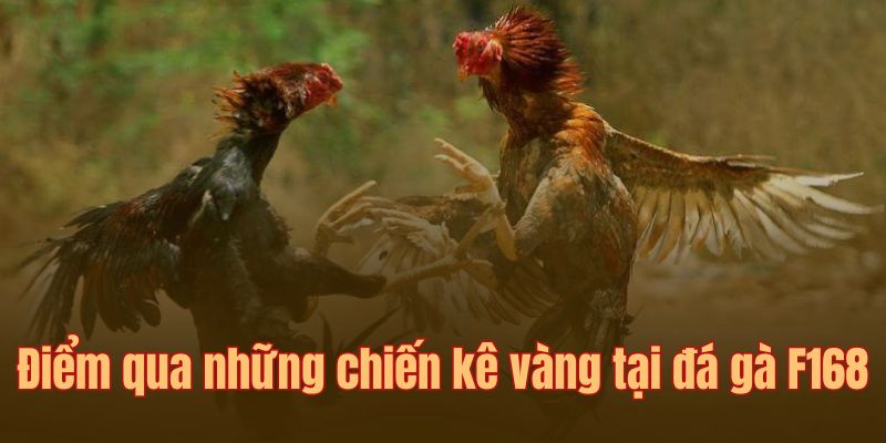 Điểm danh những “thí sinh” vàng trong làng chọi gà