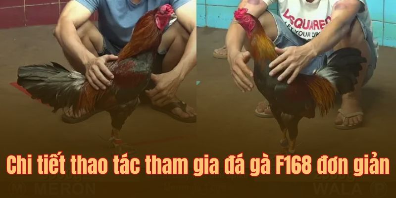 Chi tiết từng bước tham gia đá gà cho người mới chơi